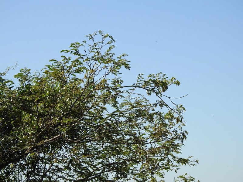 Pseudalbizzia inundata, photographed by Eduardo Luis Beltrocco