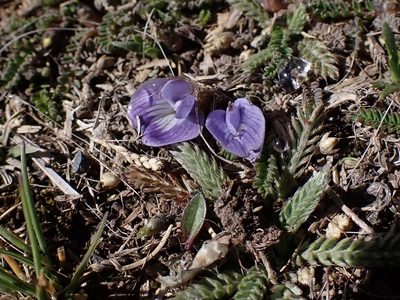 Astragalus uniflorus, photographed by Skjold Søndergaard
