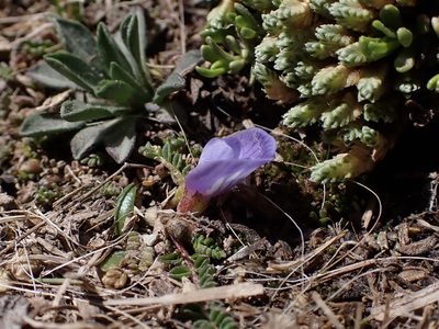 Astragalus uniflorus, photographed by Skjold Søndergaard