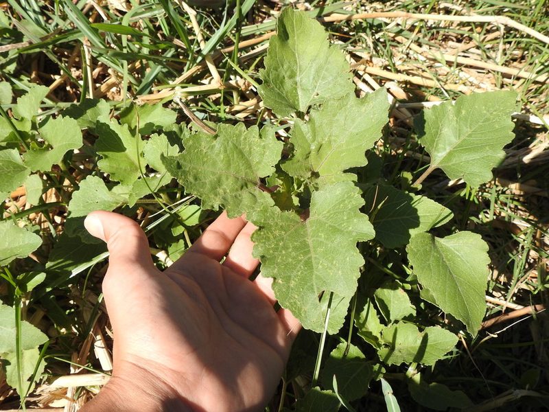 Xanthium cavanillesii, photographed by Eduardo Luis Beltrocco