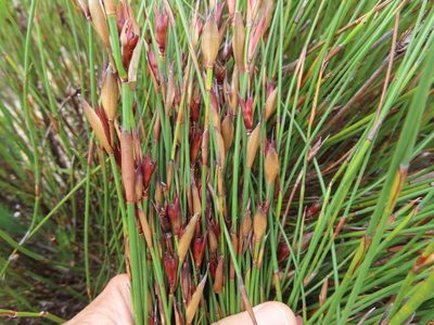 Willdenowia teres, photographed by linkie
