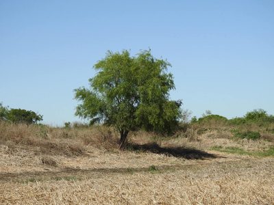 Salix humboldtiana, photographed by Eduardo Luis Beltrocco