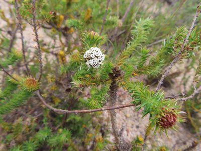 Stoebe aethiopica, photographed by linkie