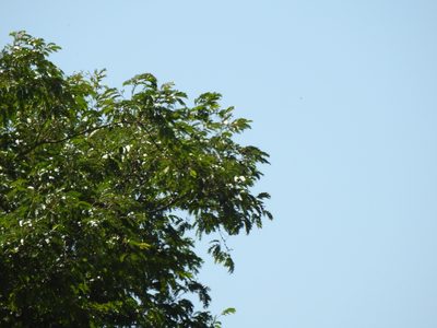 Pseudalbizzia inundata, photographed by Eduardo Luis Beltrocco