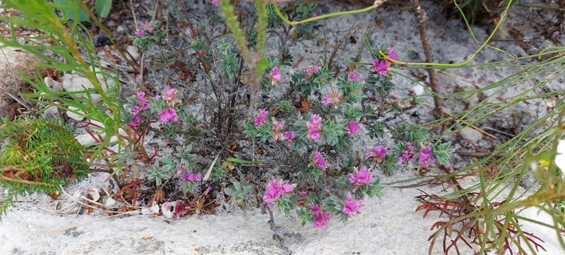Indigofera glomerata, photographed by sharndreheuvel