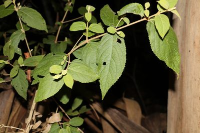Callicarpa pedunculata, photographed by Greg Tasney