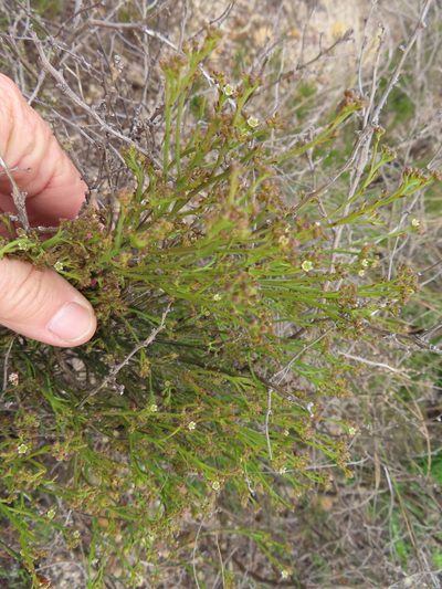 Thesium pseudovirgatum, photographed by linkie