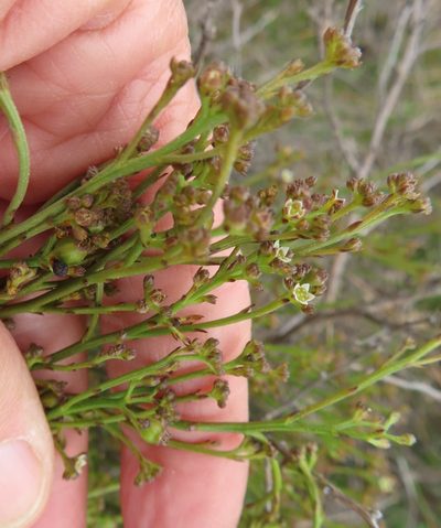 Thesium pseudovirgatum, photographed by linkie