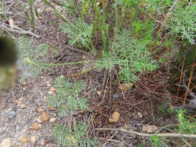 Monsonia speciosa, photographed by linkie