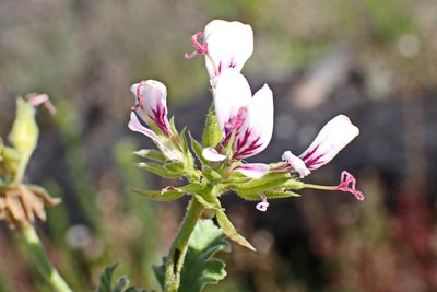 Pelargonium candicans, photographed by Di Turner