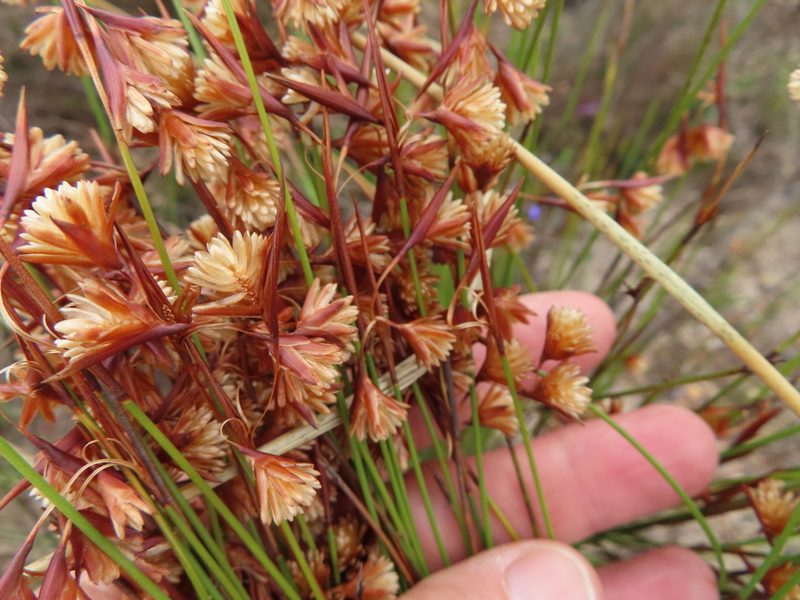 Staberoha cernua, photographed by linkie