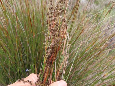 Hypodiscus argenteus, photographed by linkie
