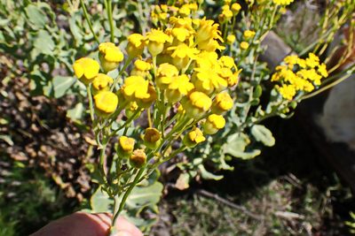 Othonna parviflora, photographed by Di Turner