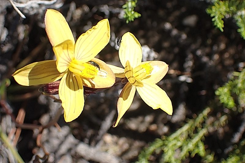 Cyanella lutea, photographed by Di Turner