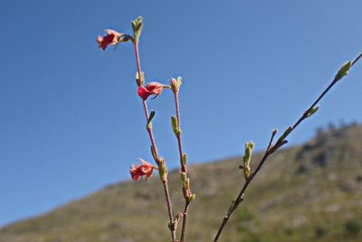 Hermannia flammula, photographed by Di Turner