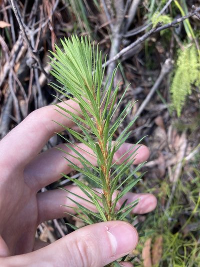 Pultenaea stipularis, photographed by Thomas Mesaglio