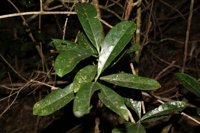 Coelospermum paniculatum, photographed by Greg Tasney
