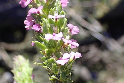 Muraltia ericifolia, photographed by Di Turner