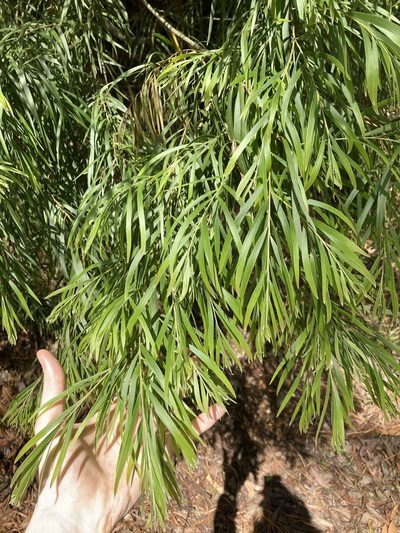 Acacia floribunda, photographed by Thomas Mesaglio