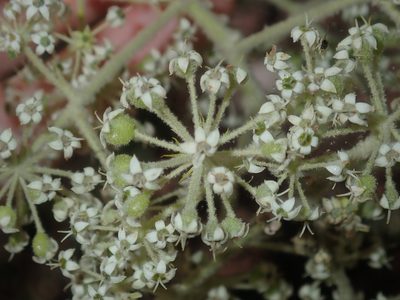 Astrotricha floccosa, photographed by Thomas Mesaglio