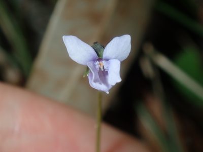 Viola silicestris, photographed by Thomas Mesaglio