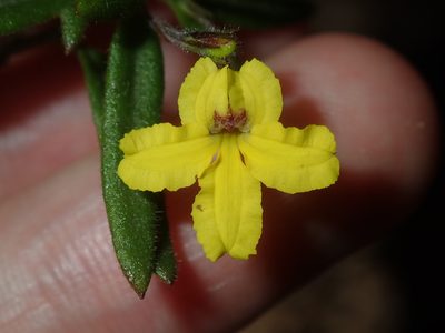Goodenia heterophylla, photographed by Thomas Mesaglio
