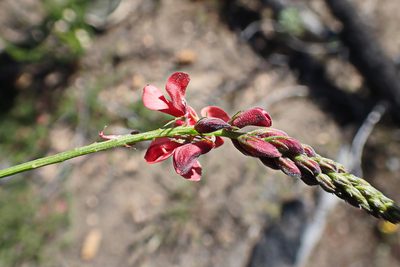 Indigofera heterophylla, photographed by Di Turner