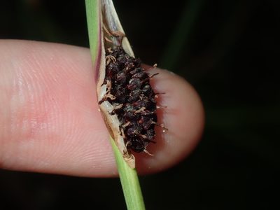 Chorizandra cymbaria, photographed by Thomas Mesaglio