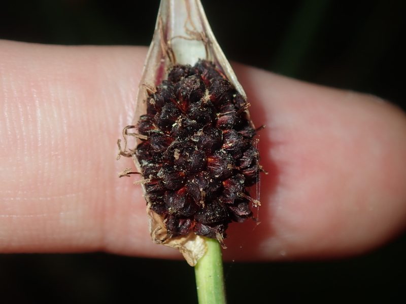 Chorizandra cymbaria, photographed by Thomas Mesaglio