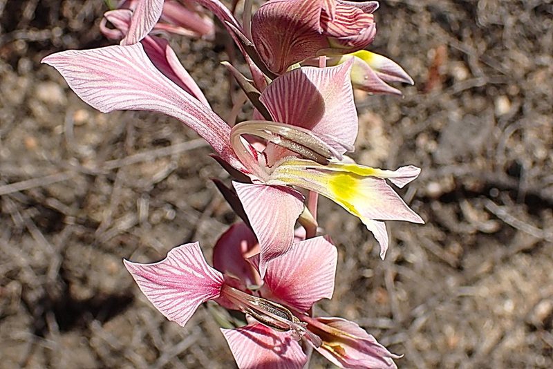 Gladiolus virescens, photographed by Di Turner