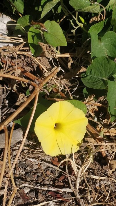 Ipomoea ochracea, photographed by Vítor Jorge