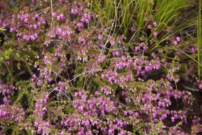 Erica thimifolia, photographed by Tony Rebelo
