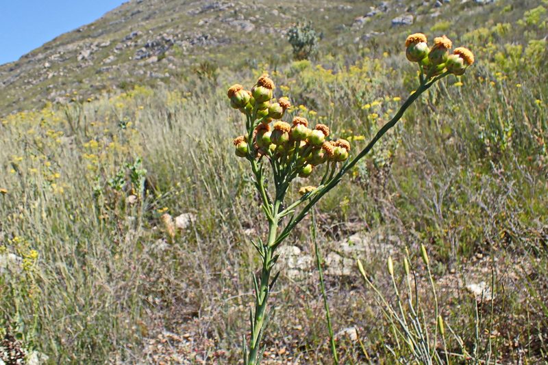 Athanasia linifolia, photographed by Di Turner