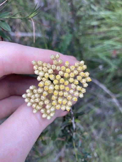 Cassinia denticulata, photographed by Thomas Mesaglio