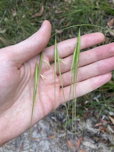 Anisopogon avenaceus, photographed by Thomas Mesaglio