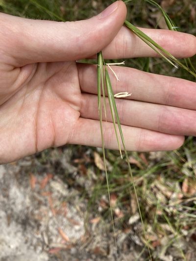 Anisopogon avenaceus, photographed by Thomas Mesaglio