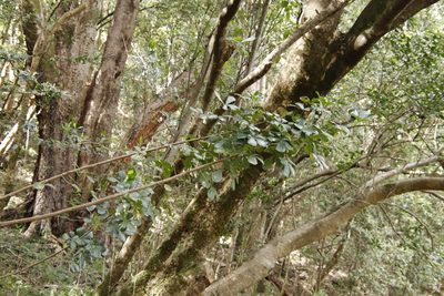 Cussonia thyrsiflora, photographed by Tony Rebelo