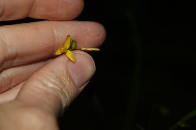 Tricoryne anceps, photographed by Greg Tasney