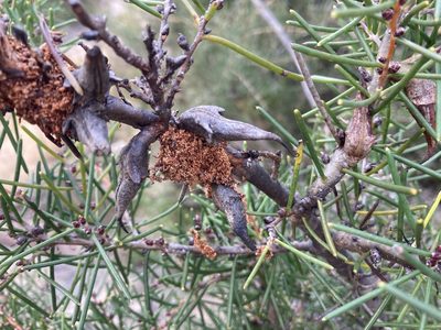 Hakea teretifolia, photographed by Thomas Mesaglio
