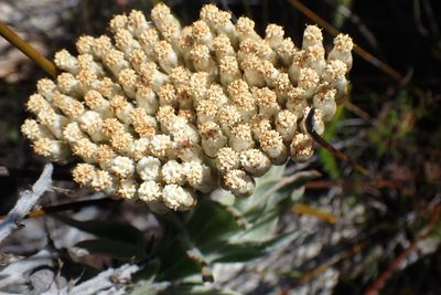 Syncarpha milleflora, photographed by Di Turner