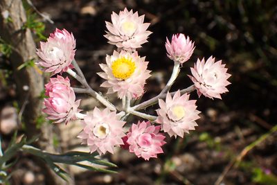 Achyranthemum paniculatum, photographed by Di Turner
