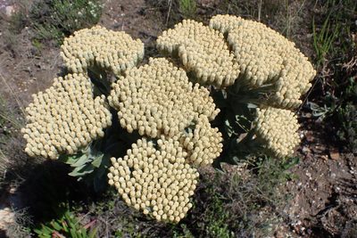 Syncarpha milleflora, photographed by Di Turner