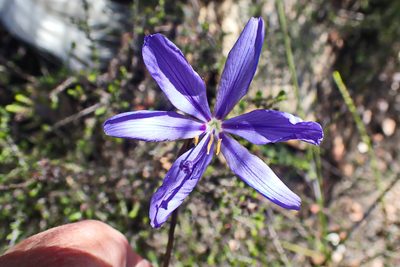 Aristea simplex, photographed by Di Turner