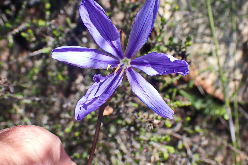 Aristea simplex, photographed by Di Turner