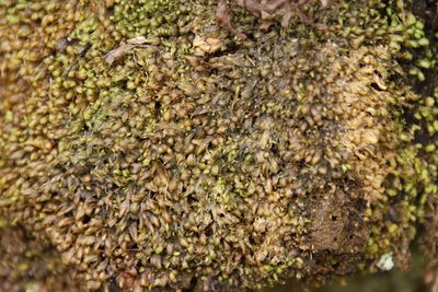 Fissidens ovatus, photographed by Tony Rebelo