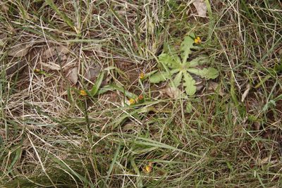 Baeometra uniflora, photographed by Tony Rebelo