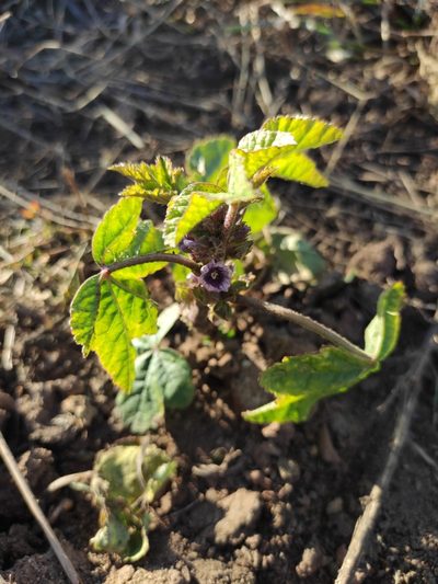 Malva verticillata, photographed by Юлия