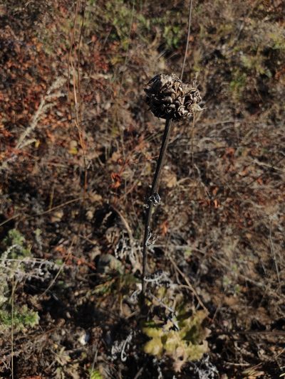 Leuzea uniflora, photographed by Юлия