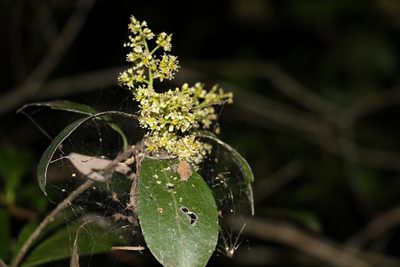 Denhamia celastroides, photographed by Greg Tasney