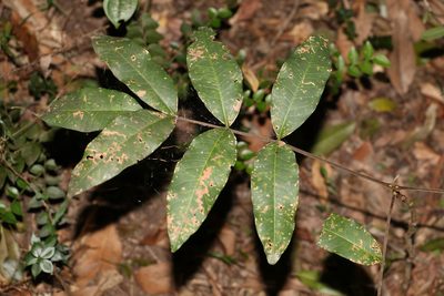 Flindersia bennettii, photographed by Greg Tasney